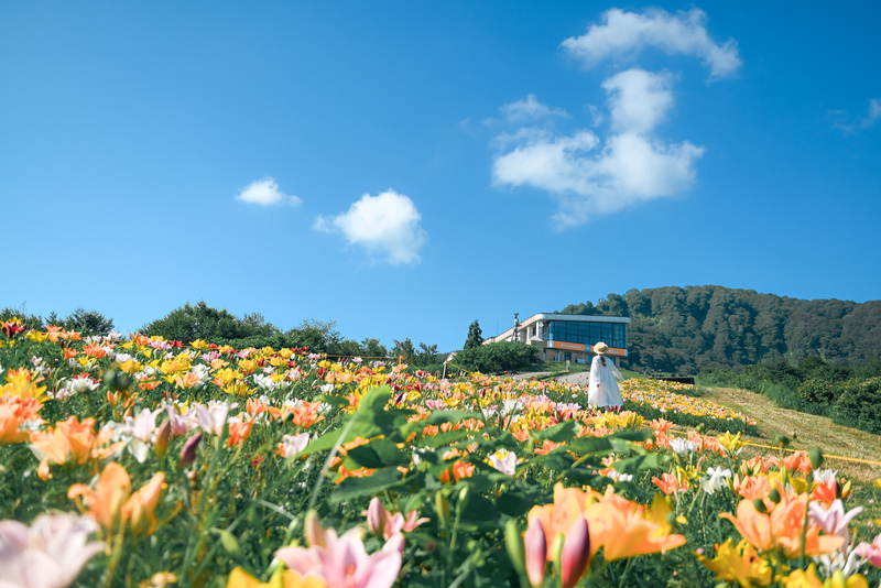 高山植物の最盛期！花咲く雲上の楽園へ！農家レストラン縁～大源太旬菜御膳～