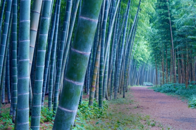 和の情緒あふれる竹のトンネルと幻想的な地下空間 大谷資料館