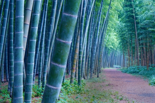 和の情緒あふれる竹のトンネルと幻想的な地下空間 大谷資料館