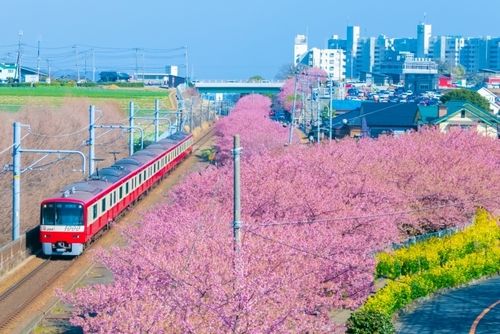 まぐろ・いちご・桜！三浦の旬を満喫　あったか花咲く三浦半島へ